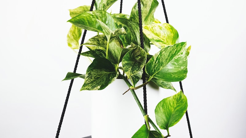 世界杯小组赛阿根廷对阵墨西哥的直播画面，球迷欢呼场景